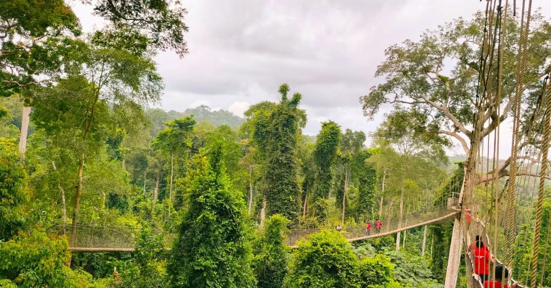 Pupils crossing the Kakum canopy walkway